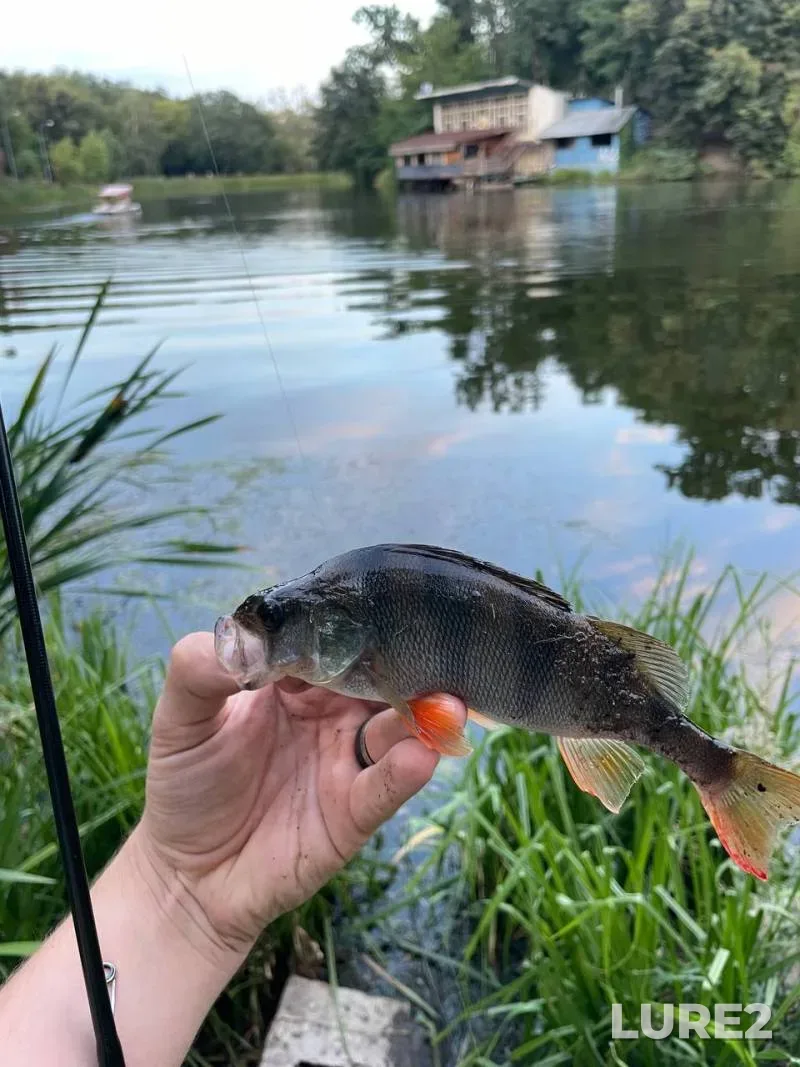 Crucian carp, Perch — Vydrenka, Aug 31, 2024