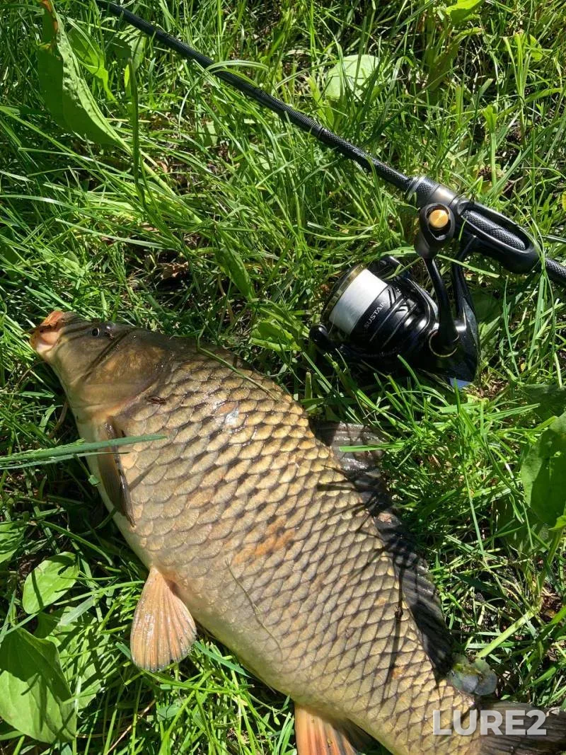 Carp — Chernіgіvska oblast, Jul 22, 2024, 11:06 AM