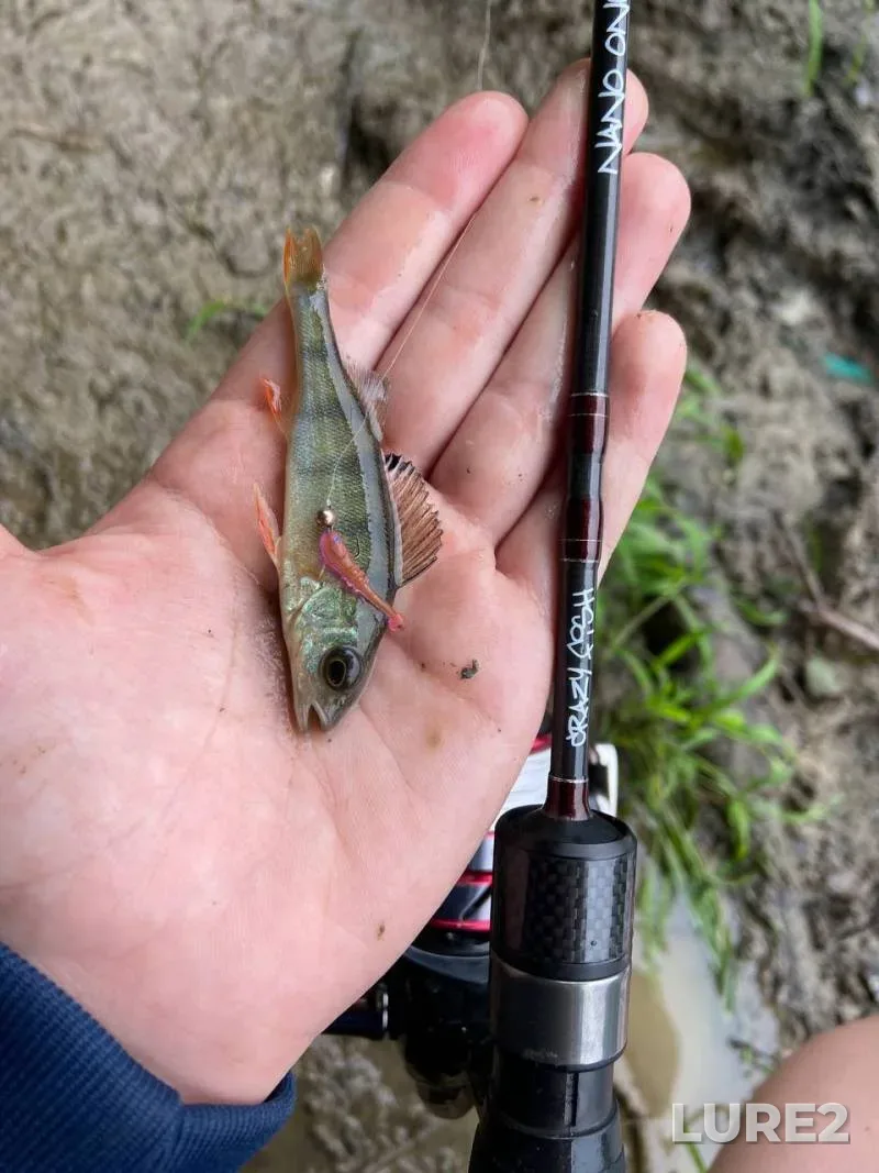 Pike — Brestskaya oblast, Oct 05, 2024, 8:35 AM