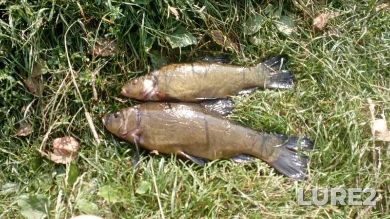 Tench — Zakarpatska oblast, Jul 21, 2024, 11:20 AM