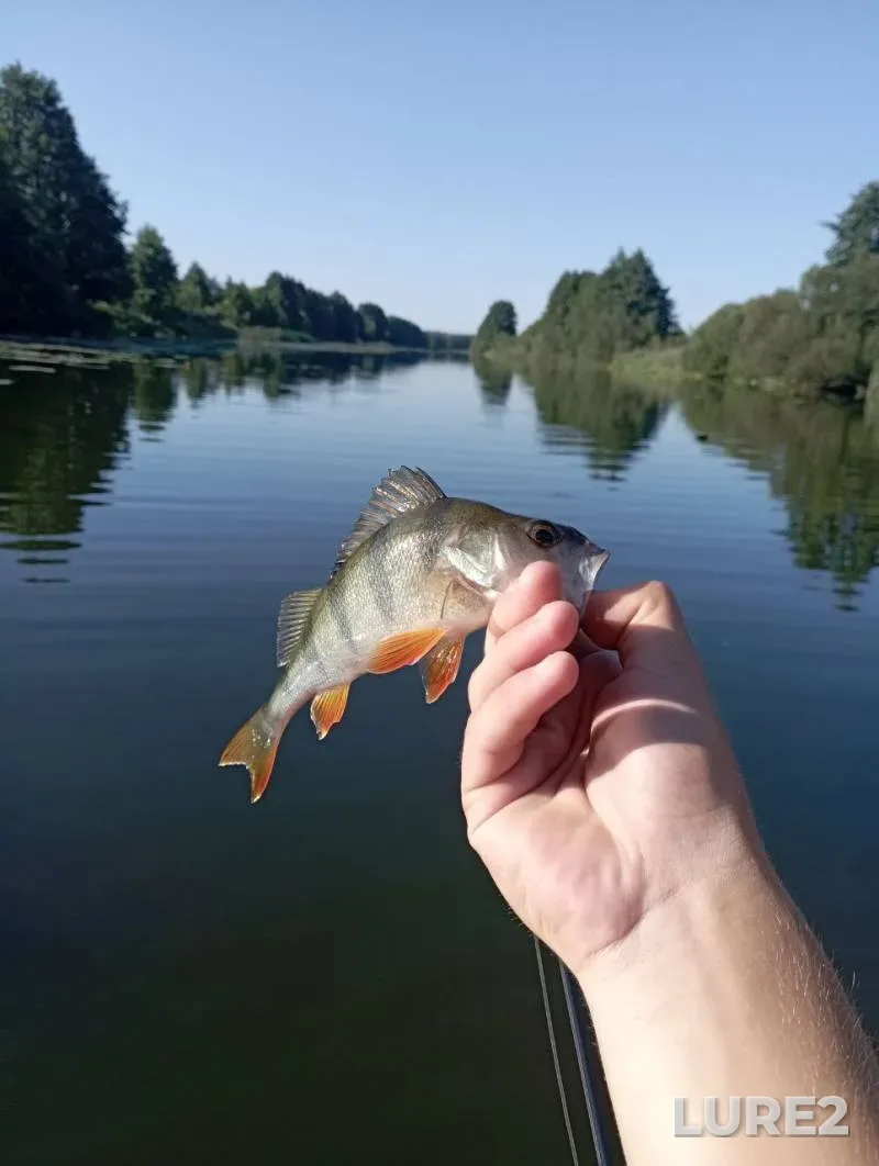 Perch — Zakarpatska oblast, Jul 21, 2024, 10:22 AM
