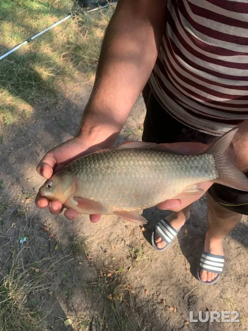 Pike — Krasnoyarskoye, Apr 24, 2020