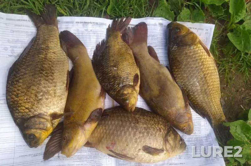 Crucian carp, Tench — Sumska oblast, Jun 03, 2023, 8:29 AM