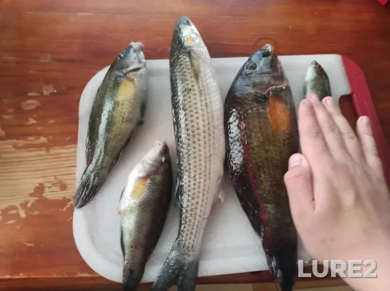 Chub — Zapadnaya Dvina, Mar 25, 2025, 6:11 PM