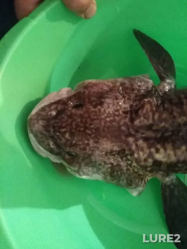 Burbot, Pike — Irtysh, Sep 26, 2019