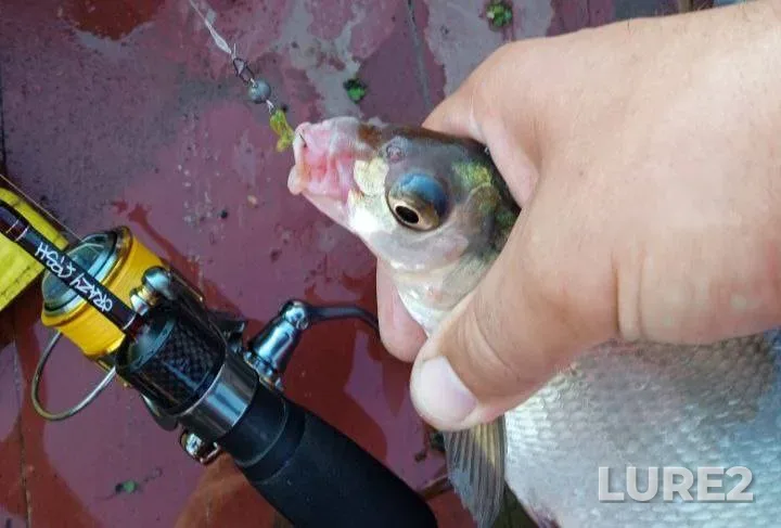 Bream, White bream — Kіrovogradska oblast, Kropivnitskiy rayon, Jul 17, 2024, 2:55 PM
