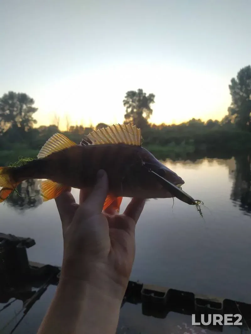 Pike — Ptich, Sep 12, 2024, 10:19 AM