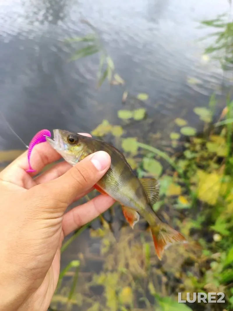 Pike — Gorodskoye, Jul 27, 2012