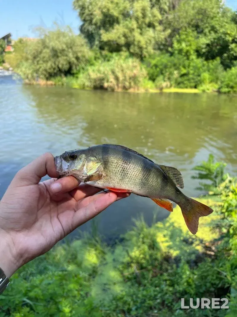 Crucian carp — Gomelskaya oblast, Gomelskiy rayon, Apr 26, 2025