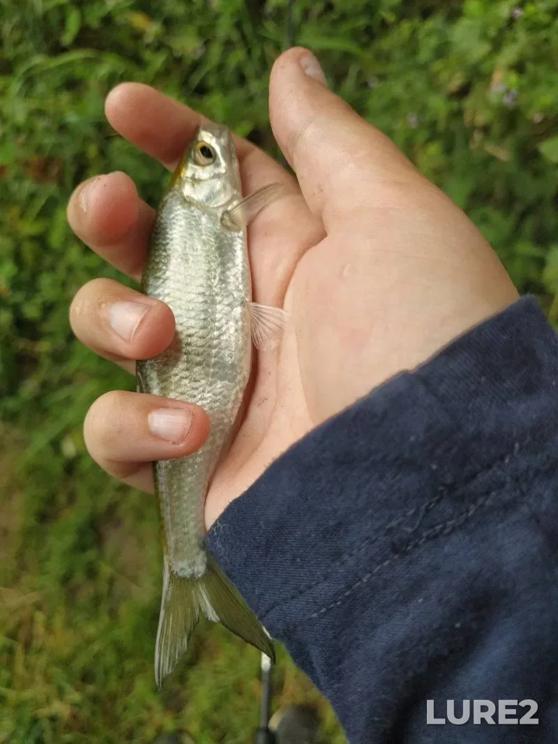 Crucian carp — Belichanka, Apr 28, 2025