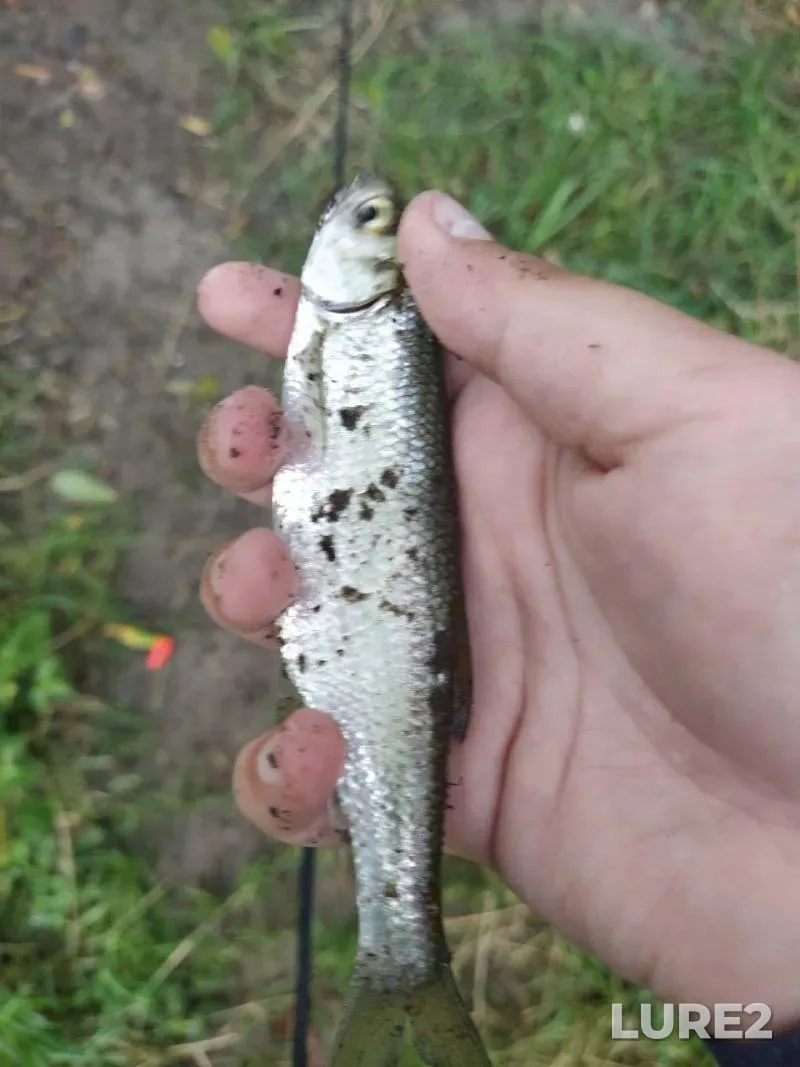 Bream, Roach — Soligorskoye, Apr 21, 2025