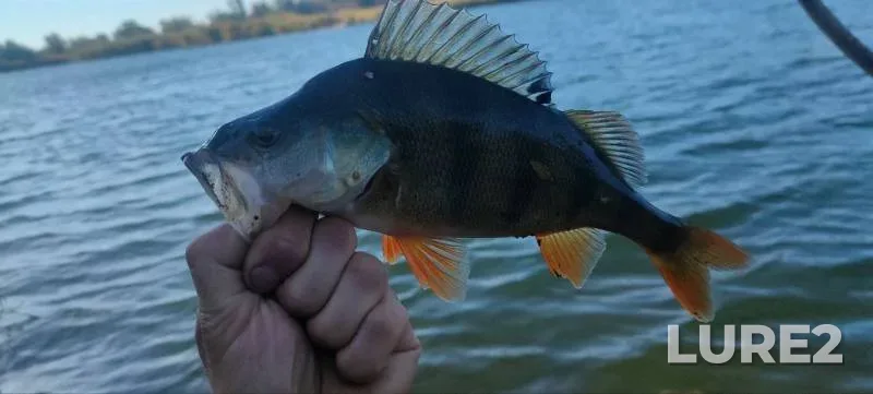 Pike — Mukhavets, Apr 28, 2025