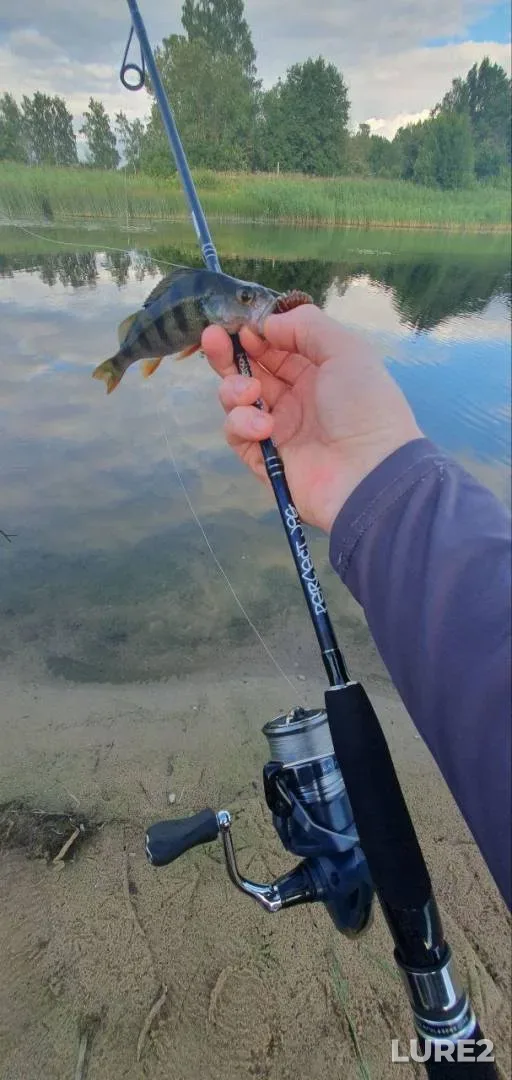 Perch — Izeptse, Mar 29, 2020