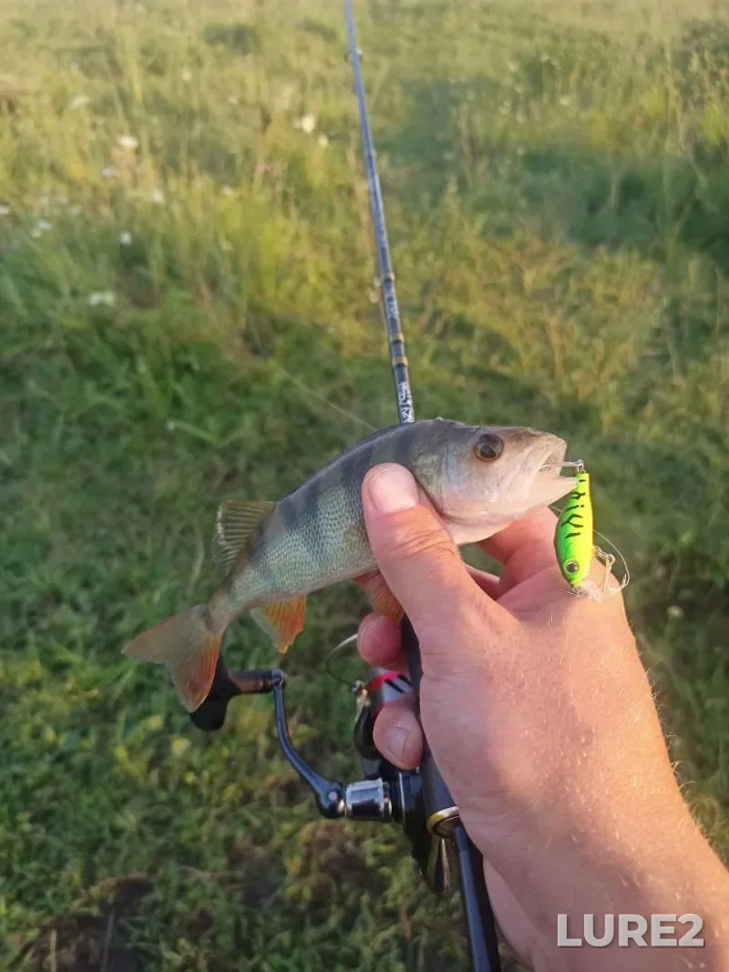 Perch — Cherkaska oblast, Jul 18, 2024, 7:28 PM