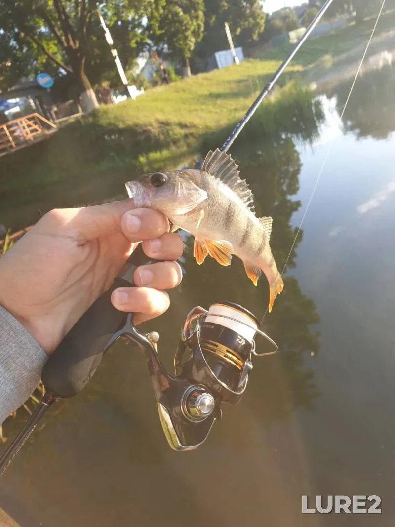 Perch — Cherkaska oblast, Jul 18, 2024, 4:07 PM