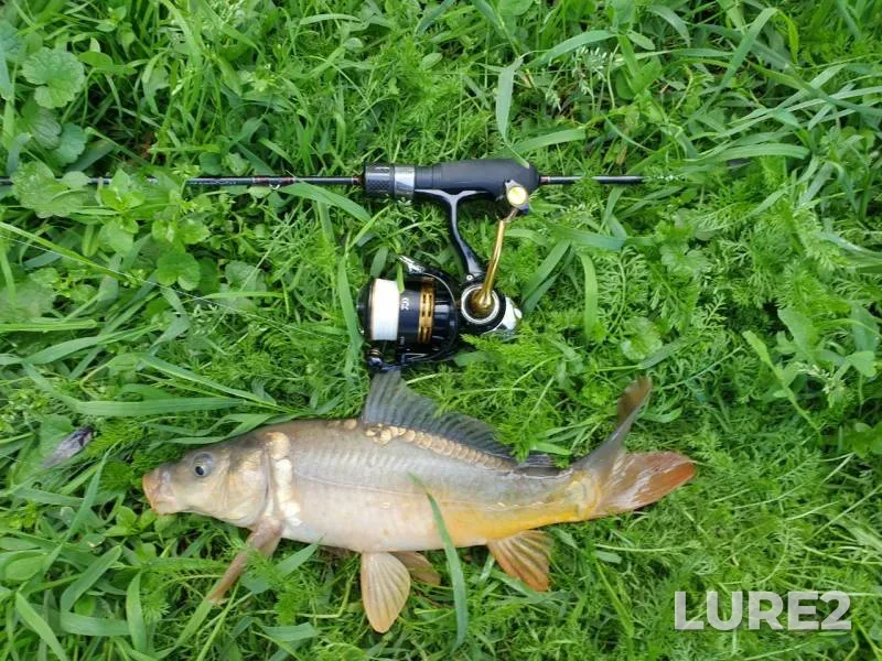 Carp — Cherkaska oblast, Jul 17, 2024, 2:33 PM
