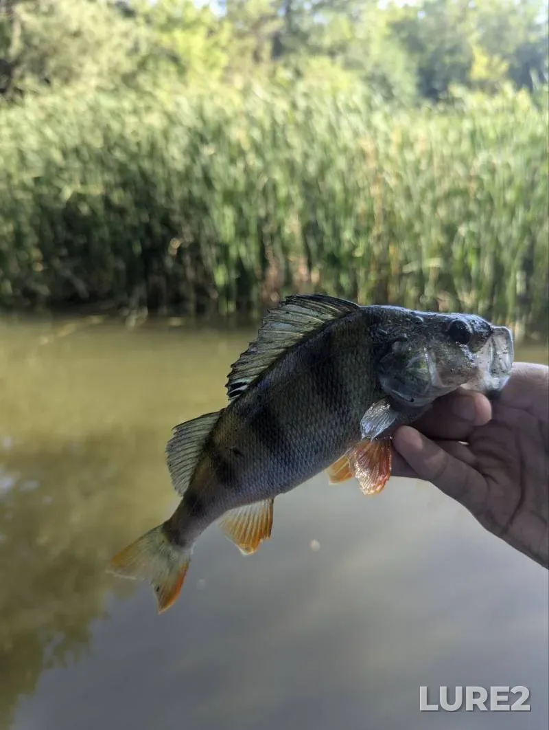 Perch — Severskiy Donets, Jul 19, 2024, 8:19 AM