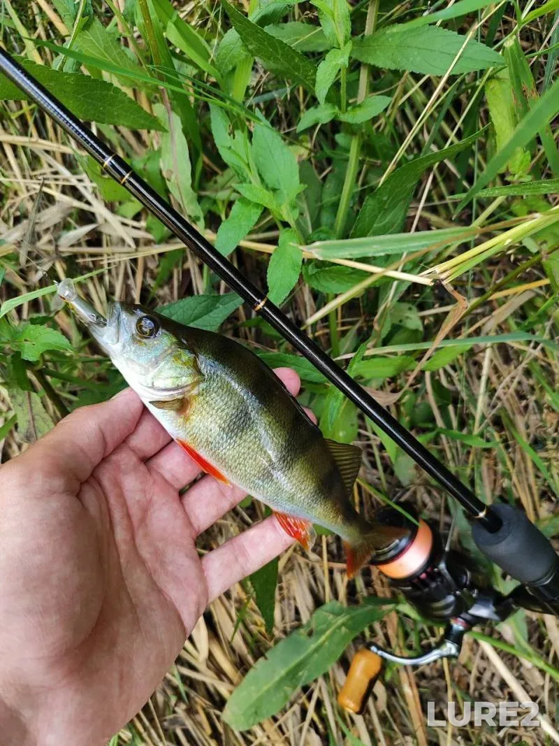 Chub, Perch — Solotvina, Jul 19, 2024, 9:24 AM