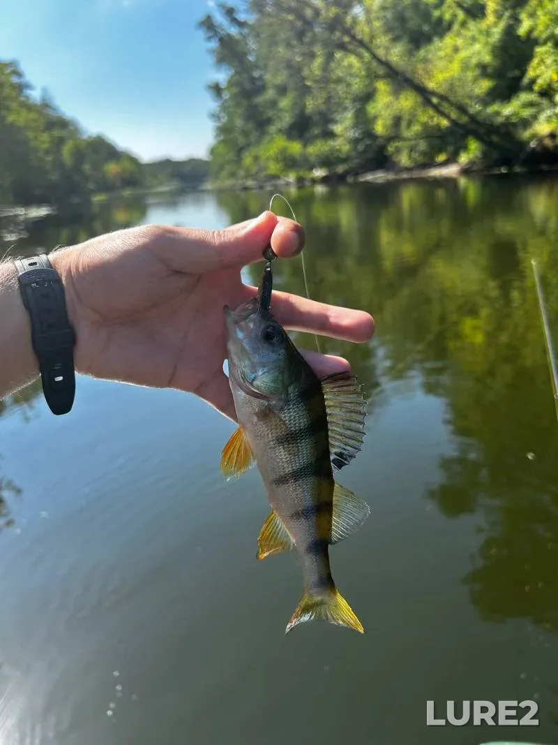Crucian carp, Perch — Mogilyovskaya oblast, Shklovskiy rayon, May 22, 2025