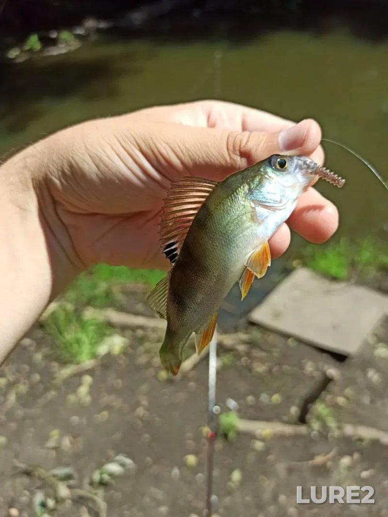 Crucian carp, Perch — Kiїvska oblast, Jul 19, 2024, 9:08 AM