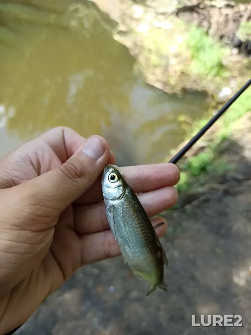 Ruffe — Kiїvska oblast, Jul 19, 2024, 8:52 AM