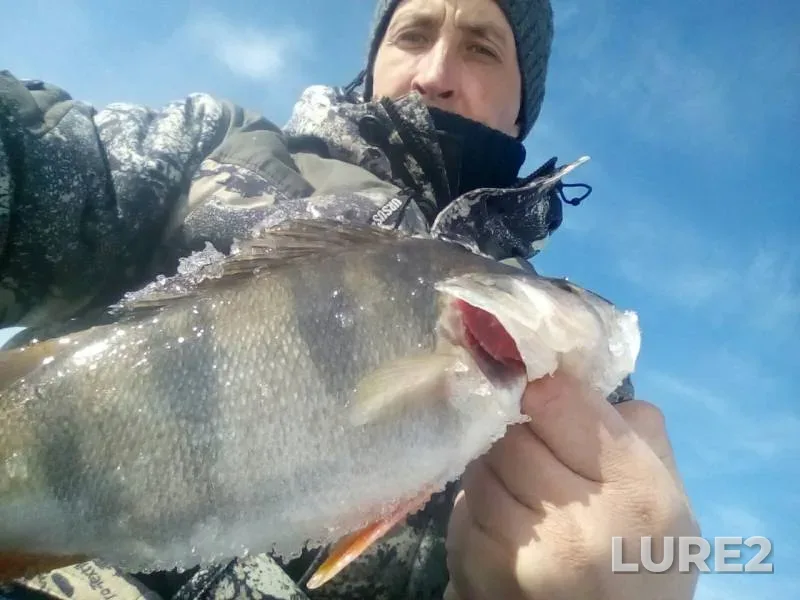 Perch — Severnaya Dvina, Apr 10, 2019