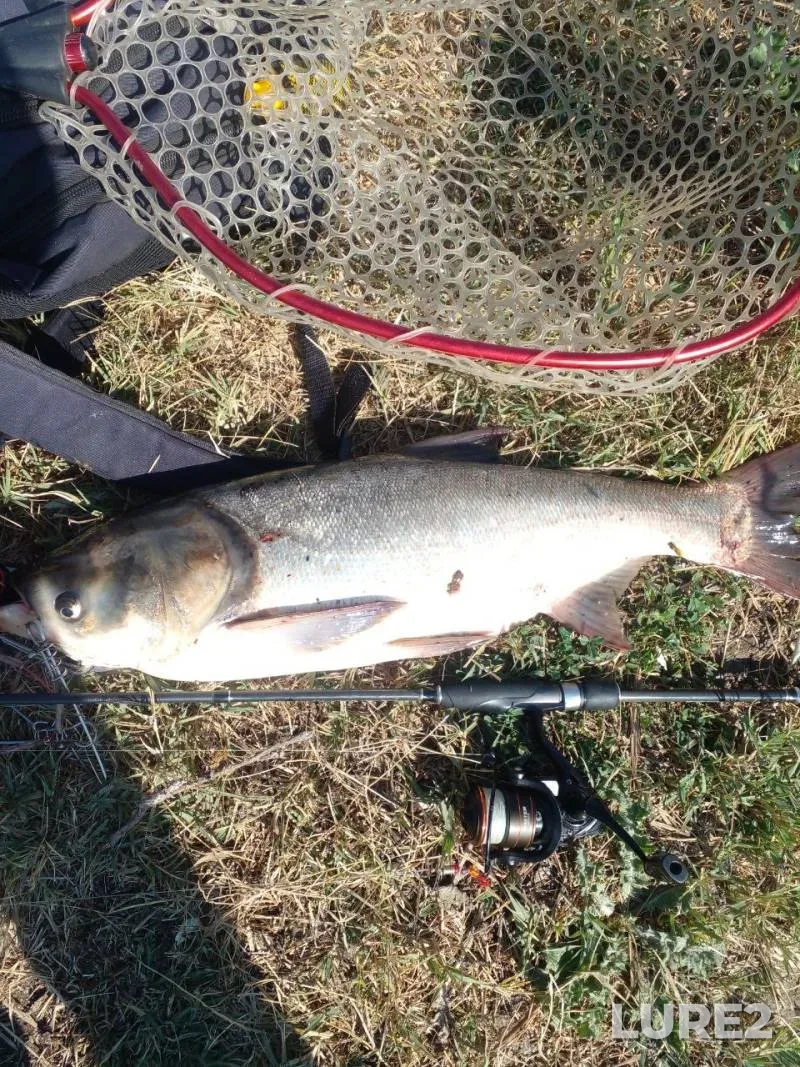 Silver carp — Dnestrovskiy liman, Sep 20, 2025, 10:36 AM