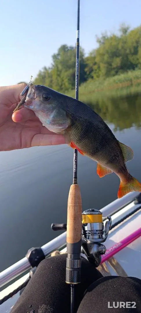 Crucian carp — Zvanoye, Jun 11, 2025, 8:40 PM
