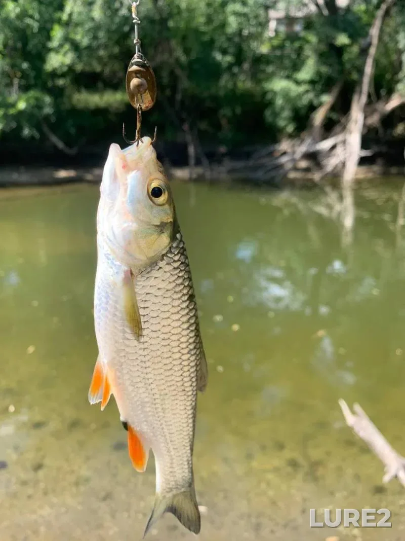 Chub — Oskol, Jul 27, 2024, 11:48 AM