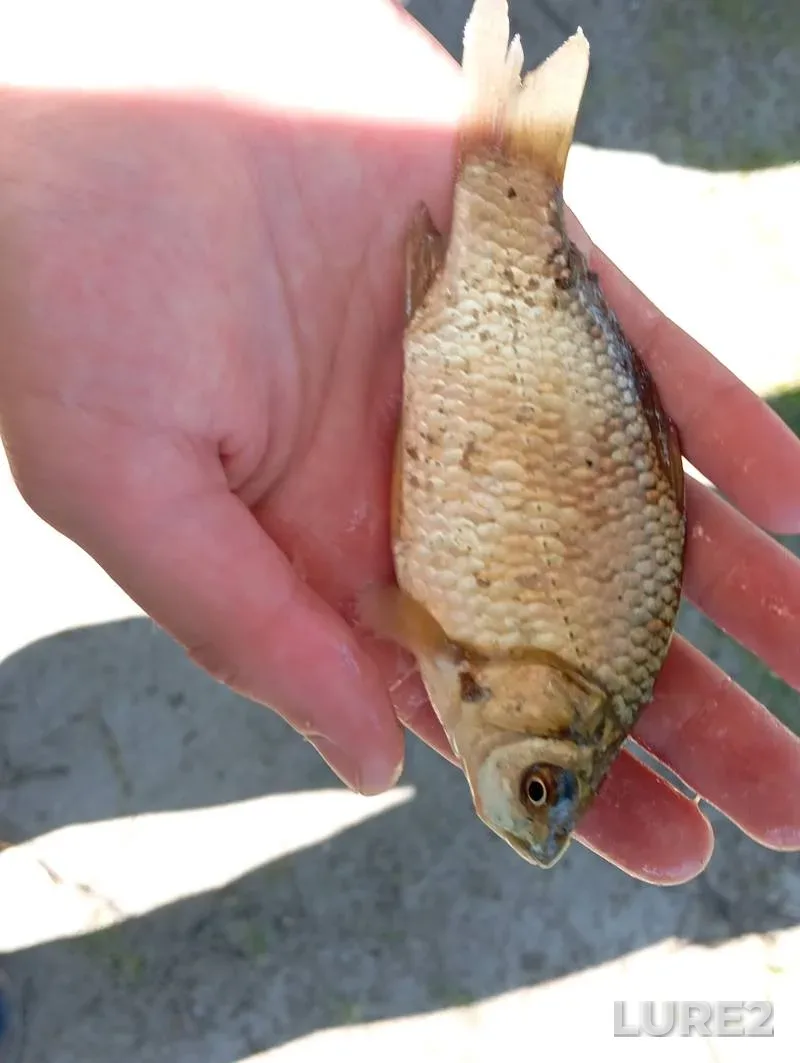 Crucian carp — Svetilovskoye, Jun 16, 2025, 10:45 AM