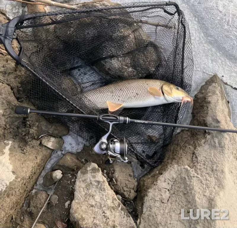 Crucian carp — Svetilovskoye, Jun 08, 2025, 1:08 PM