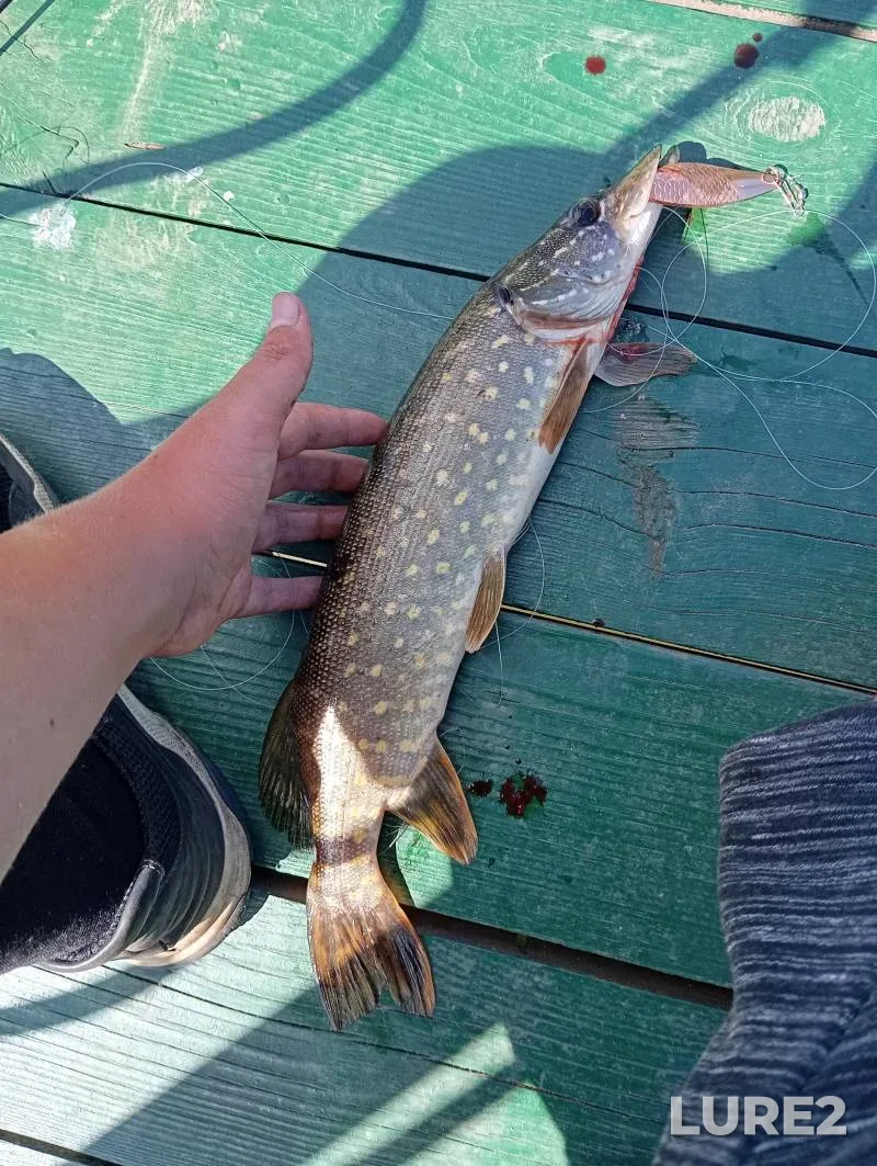 Pike — Svetilovskoye, Aug 14, 2024, 2:52 PM