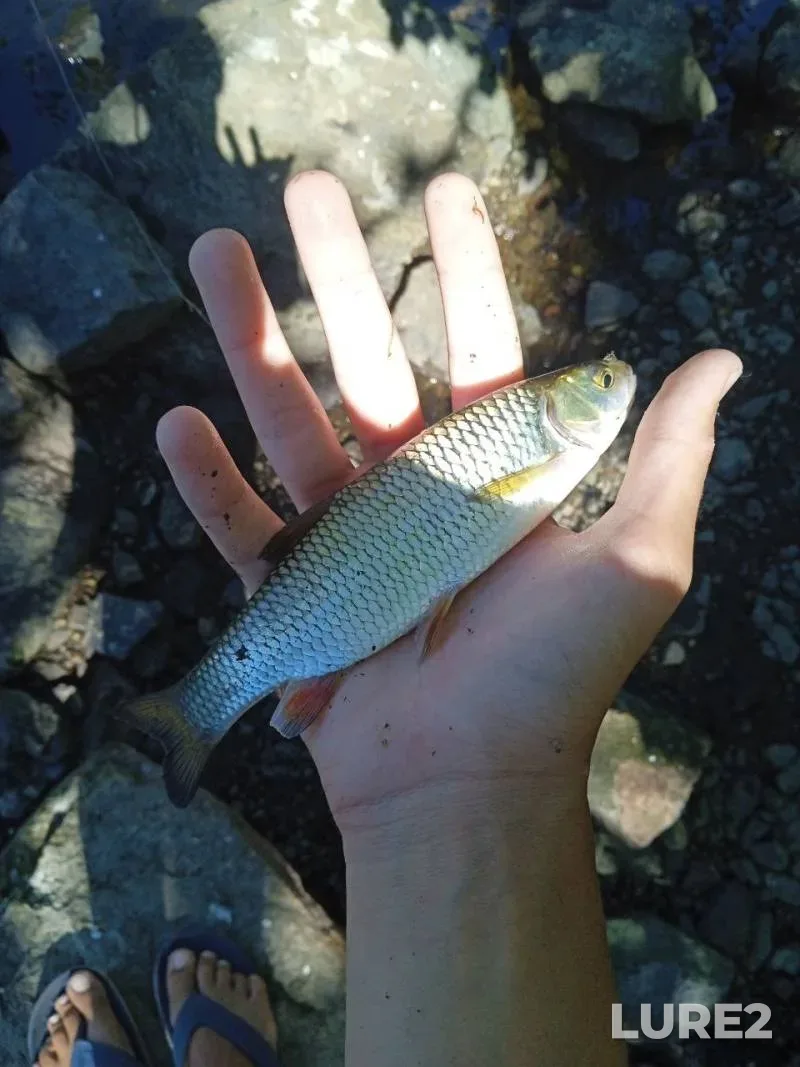 Perch — Svisloch, Jun 16, 2025