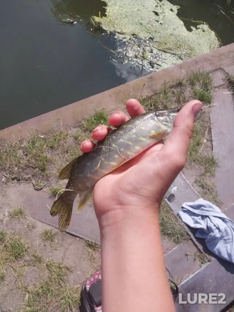 Perch, Pike — Gnilaya Gnezna, Jul 30, 2024, 1:40 PM