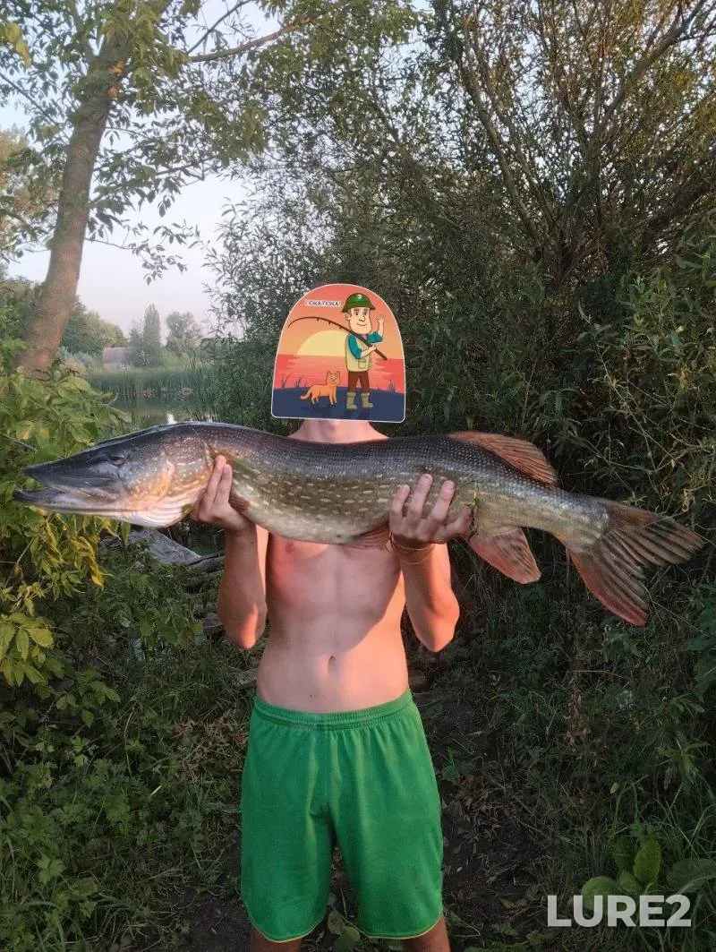 Pike — Zhitomirska oblast, Jul 30, 2024, 7:43 PM