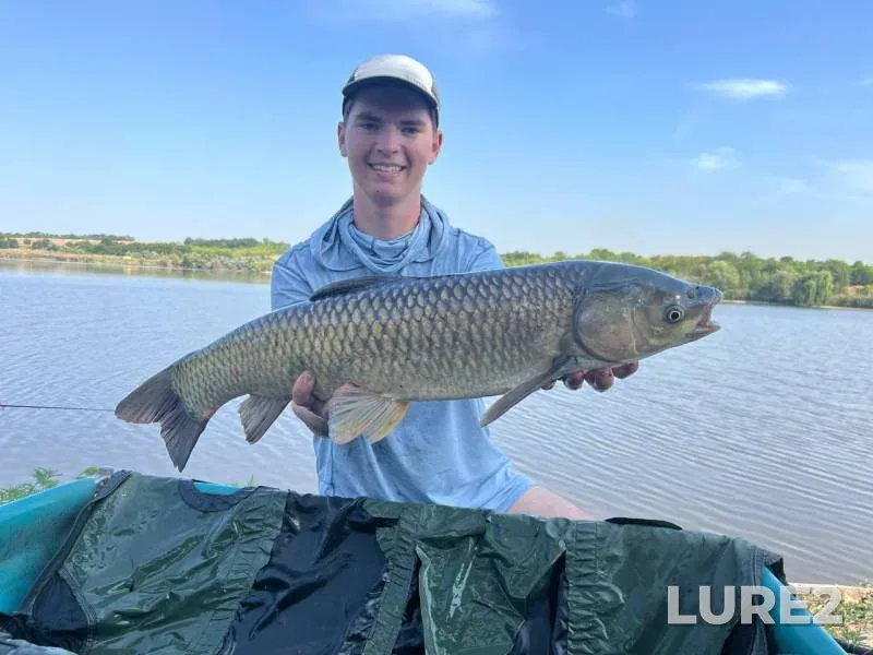 Grass carp — Zaporіzka oblast, Jul 29, 2024, 2:52 PM