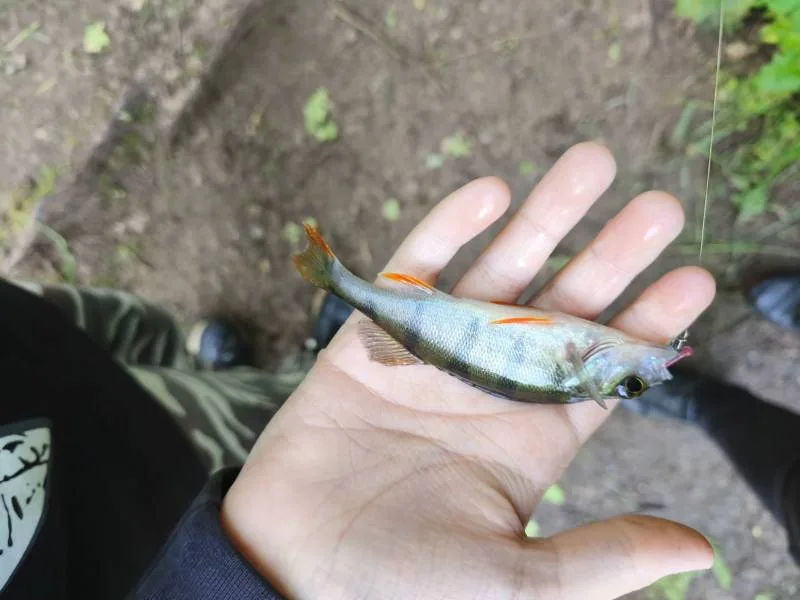 Окунь