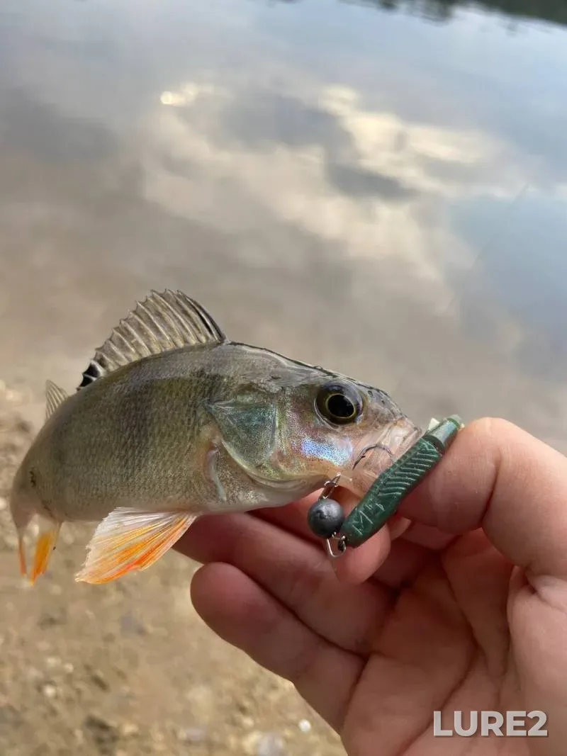 Perch — Lebedinoye, Jun 08, 2025