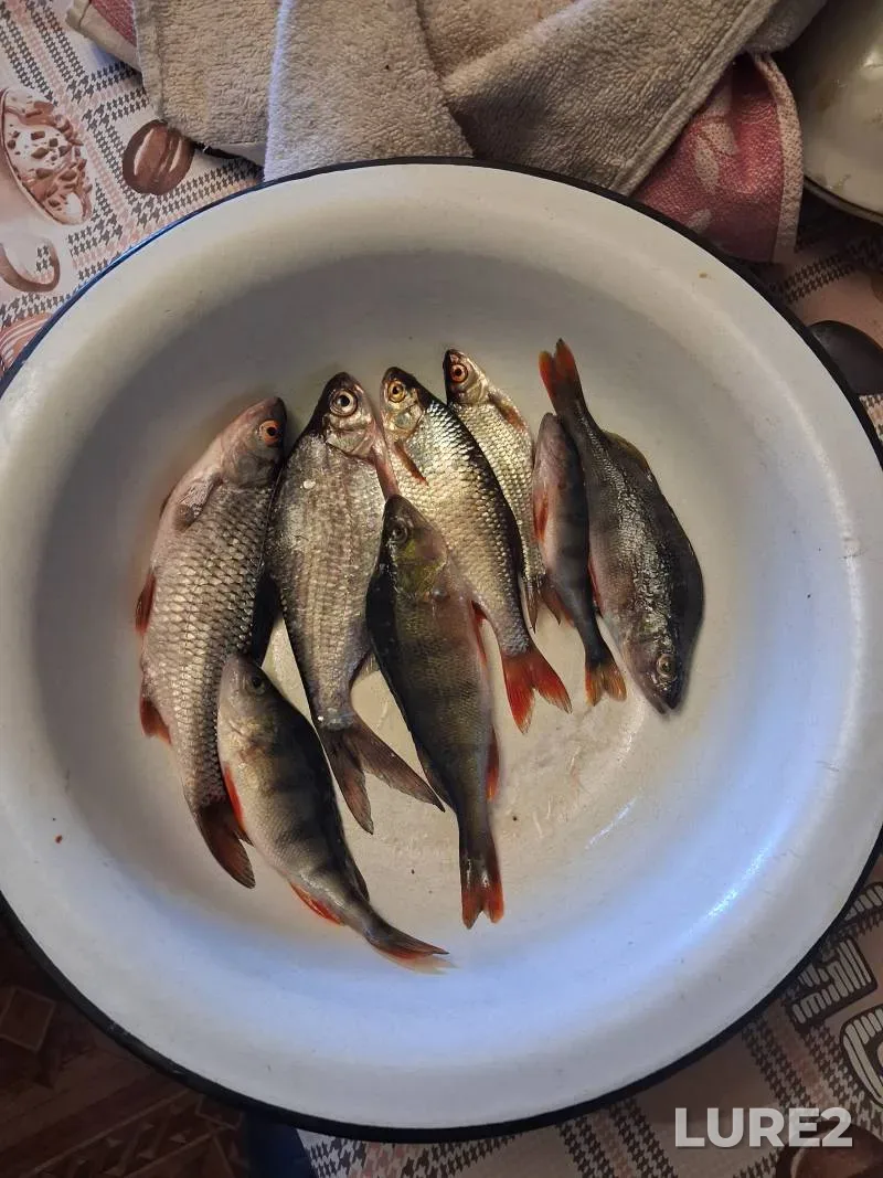 Chub — Svisloch, May 31, 2025