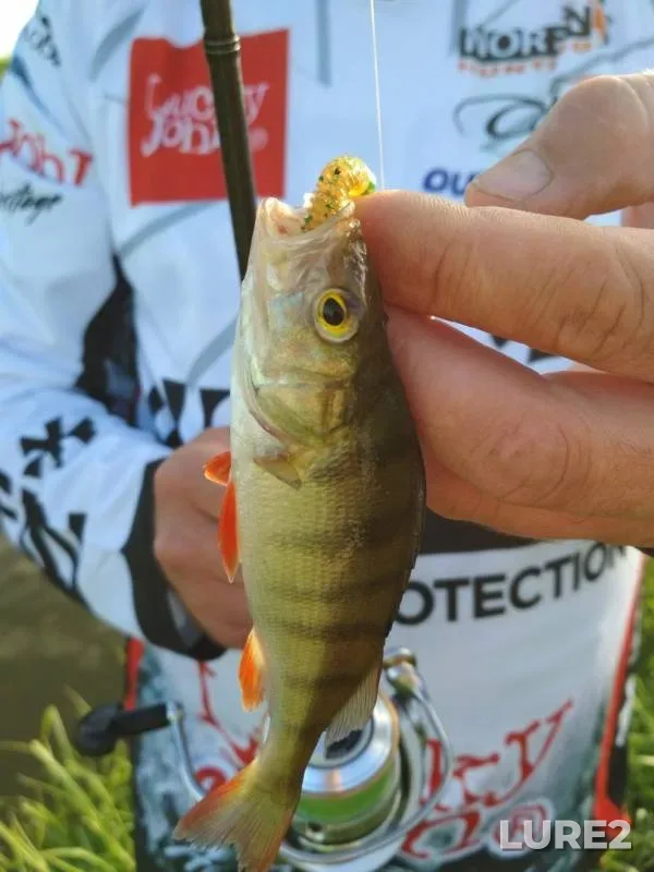 Perch, Pike — Sivelga, Jun 07, 2018