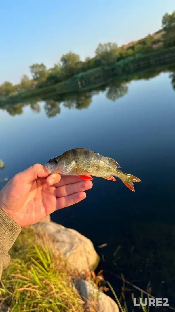 Crucian carp — Svisloch, May 31, 2025