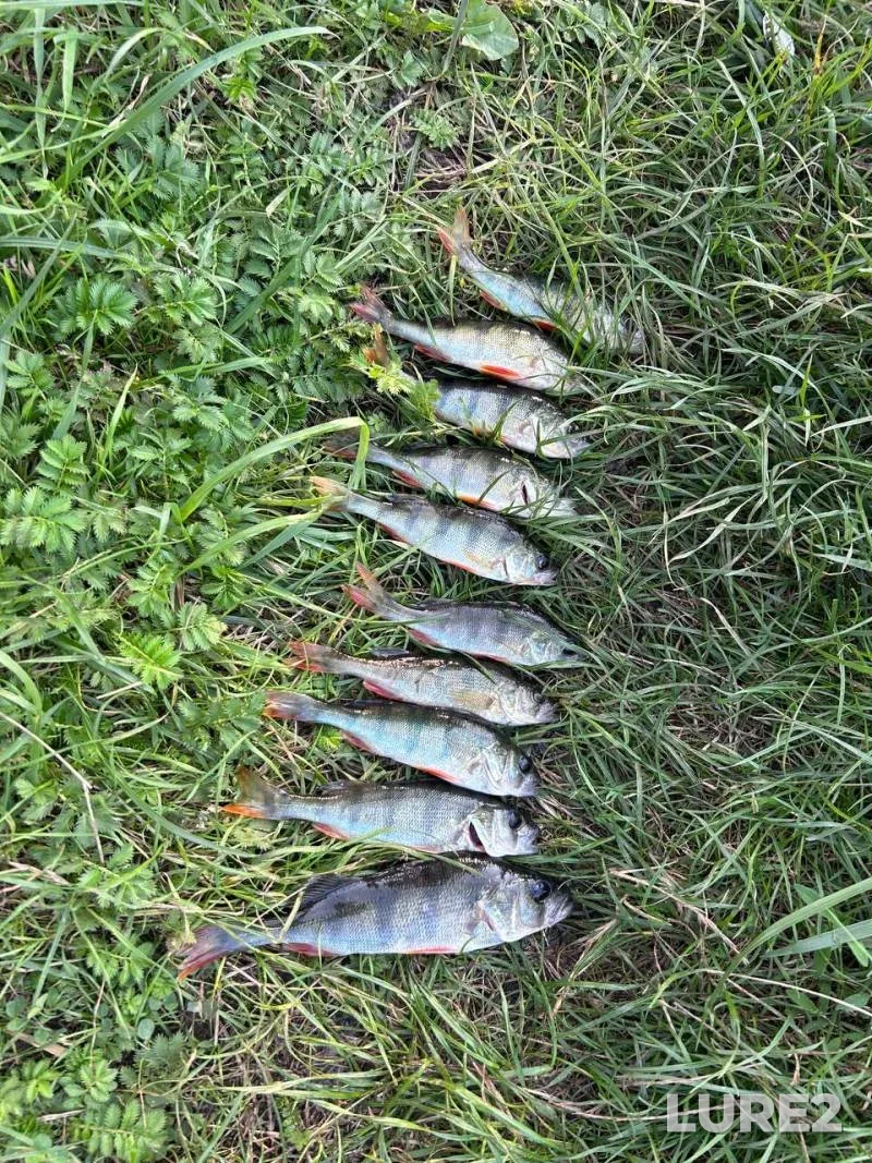 Perch — Dnepr, Aug 11, 2024, 8:31 AM