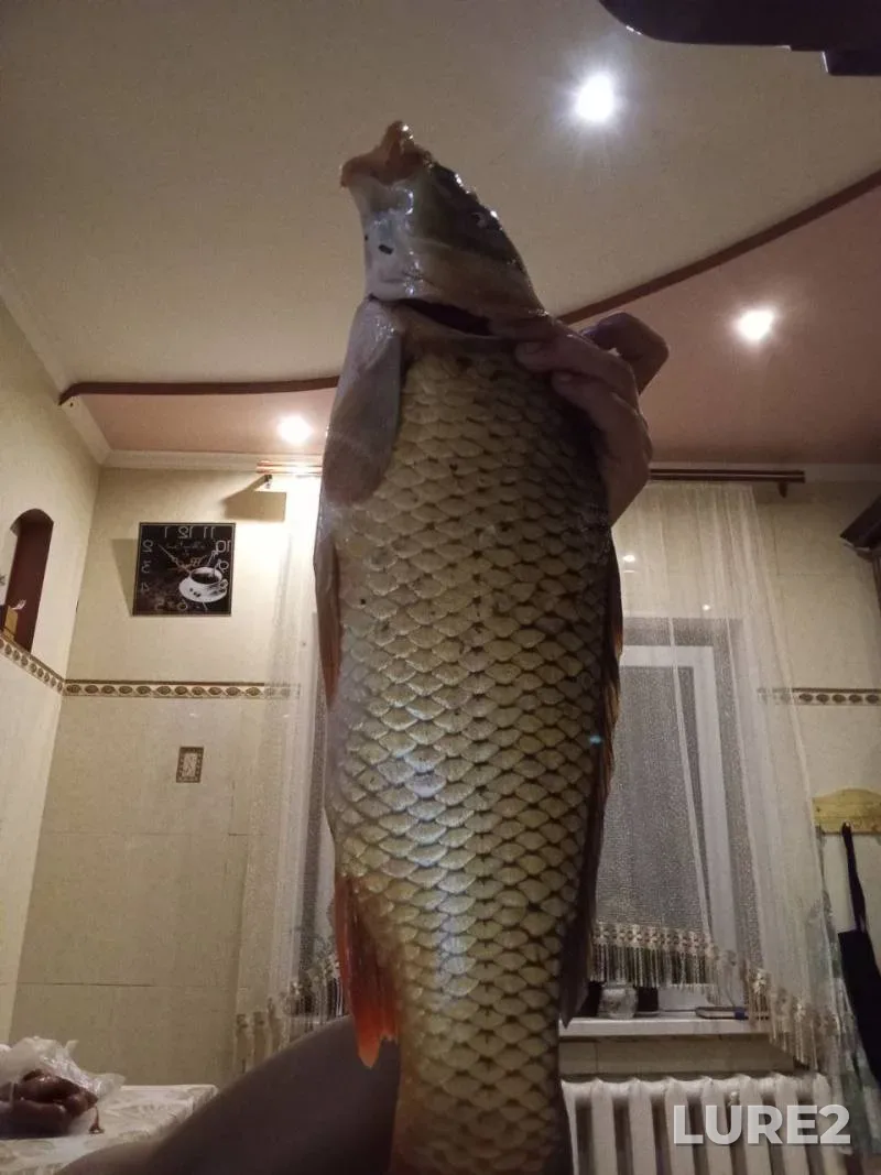 Carp — Zaporіzka oblast, Aug 13, 2024, 3:41 PM