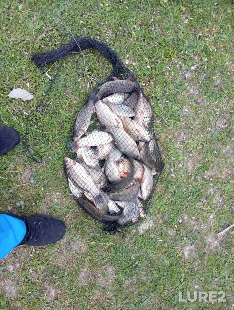 Crucian carp — Yuzhnyy Bug, Aug 13, 2024, 7:36 AM