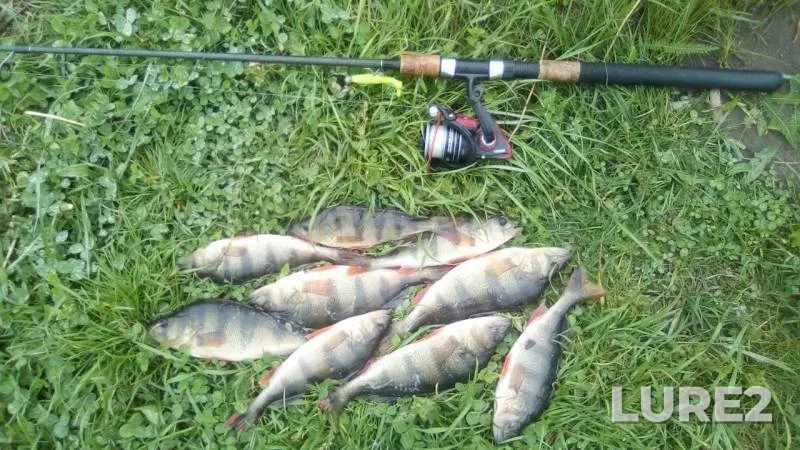 Crucian carp — Svetilovskoye, Jun 17, 2025, 10:05 PM