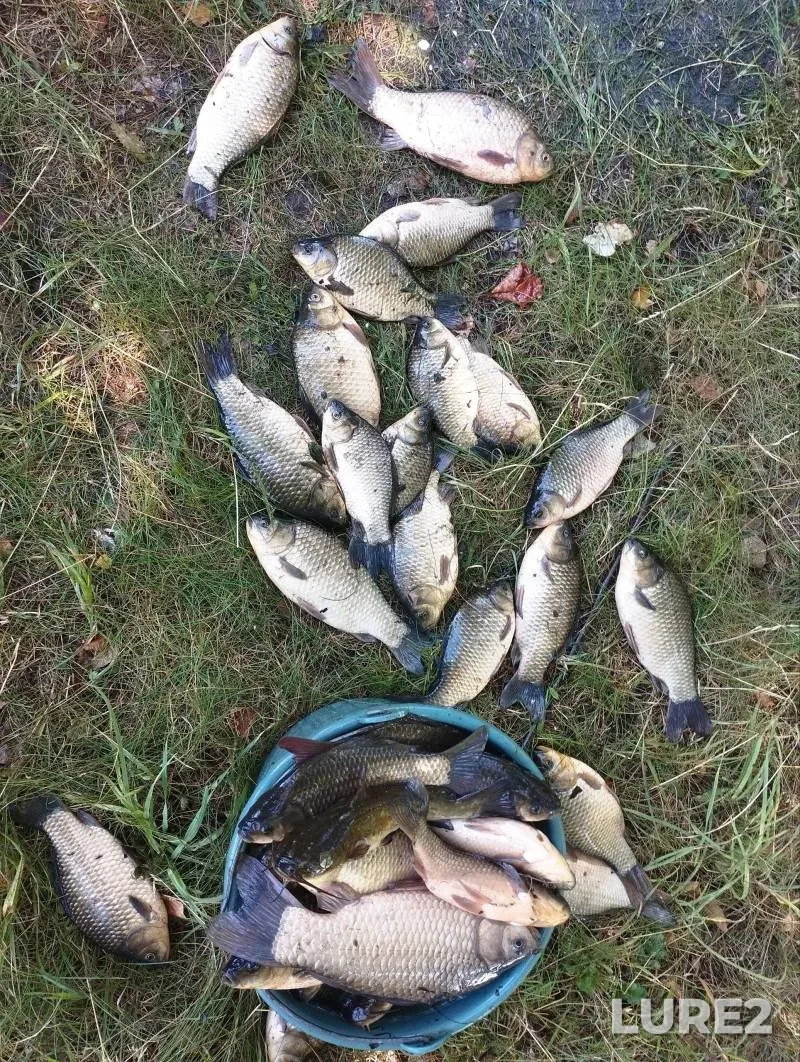 Crucian carp — Poltva, Aug 15, 2024, 10:00 AM
