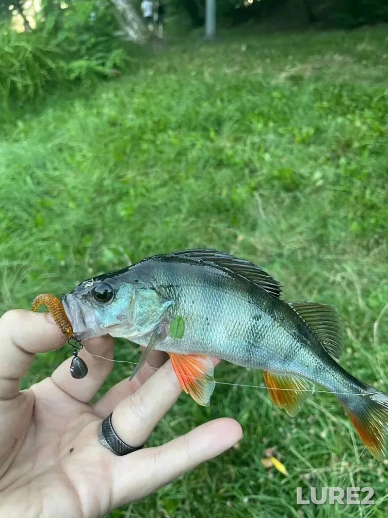 Perch — Chyornoye, Sep 28, 2024, 11:30 AM