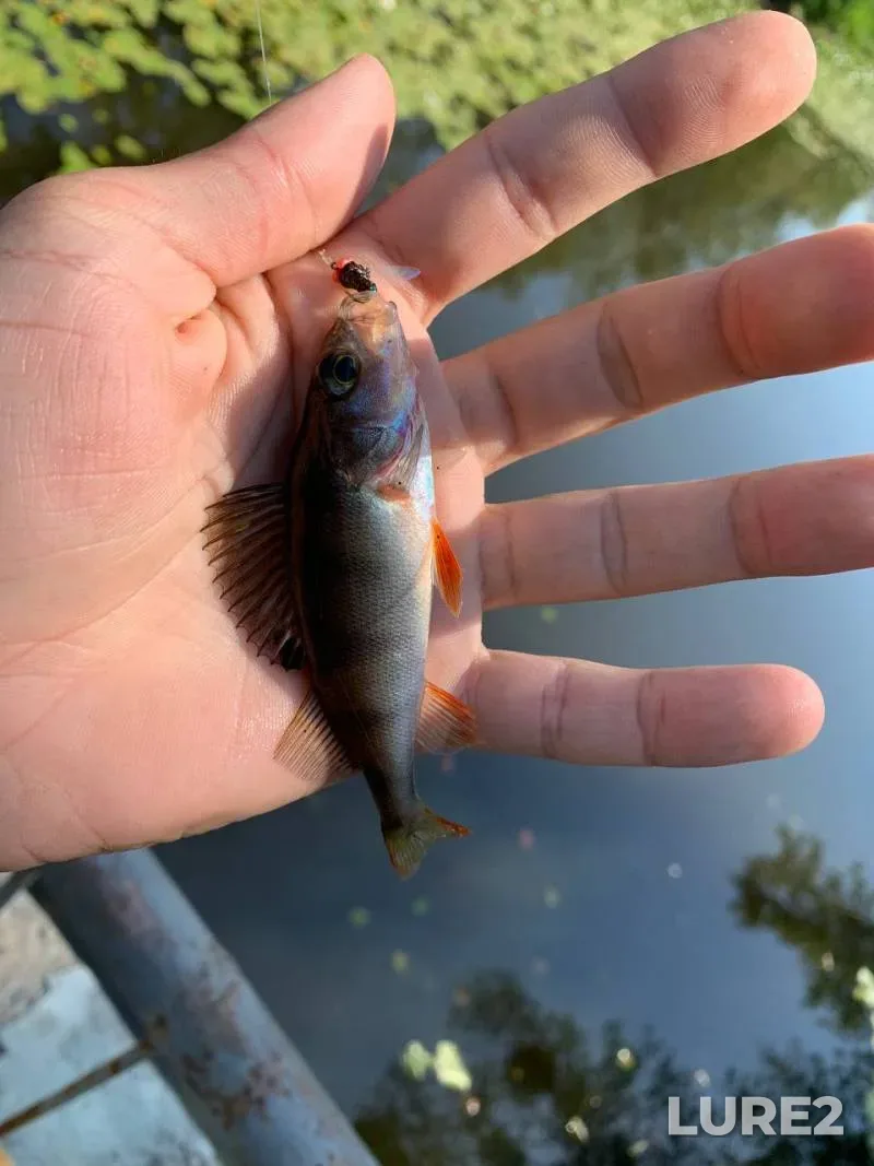 Perch — Pribabye, Aug 18, 2024, 4:36 PM