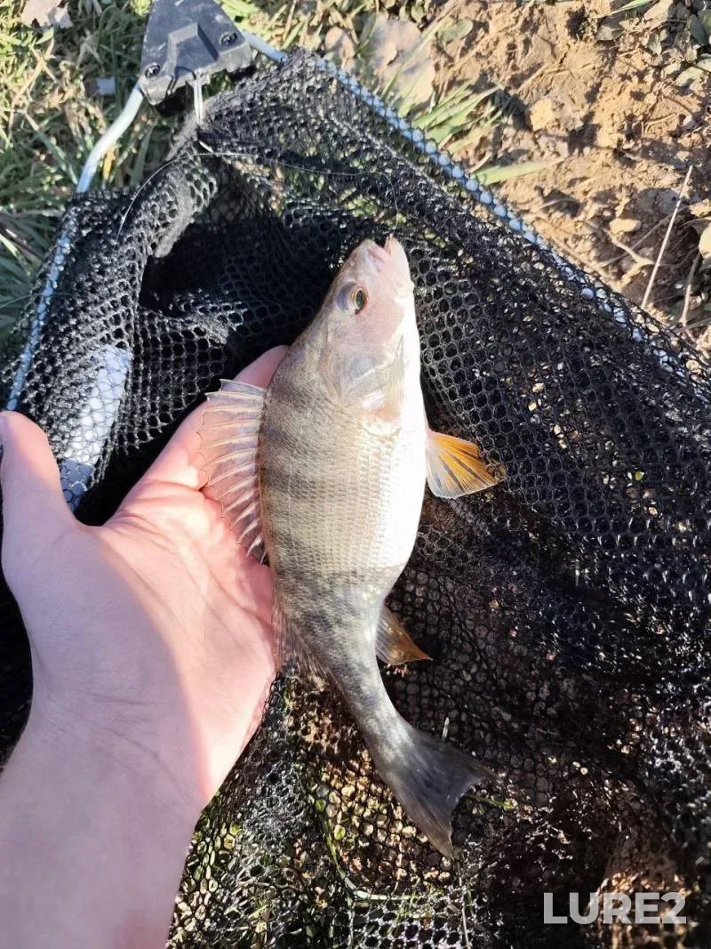 Perch — Zakarpatska oblast, Mar 15, 3:26 PM