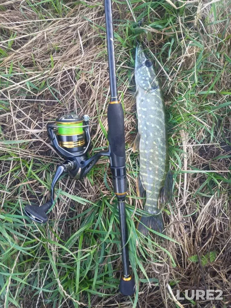 Pike — Kіrovogradska oblast, Kropivnitskiy rayon, Jul 31, 2024, 6:26 PM